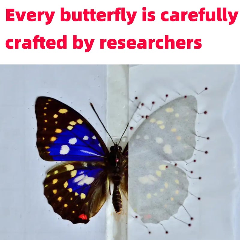SINGEWOW Real Butterfly Specimens, Butterfly Specimens of Different Colors and Styles, Used for Butterfly Frame Materials, Animal Specimens, DIY Decorations Handmade Artworks and Science Education(15) - Image 5